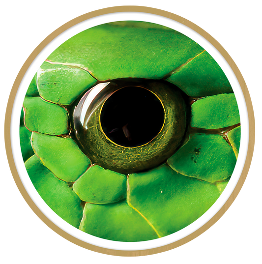 Phyton Round wall art