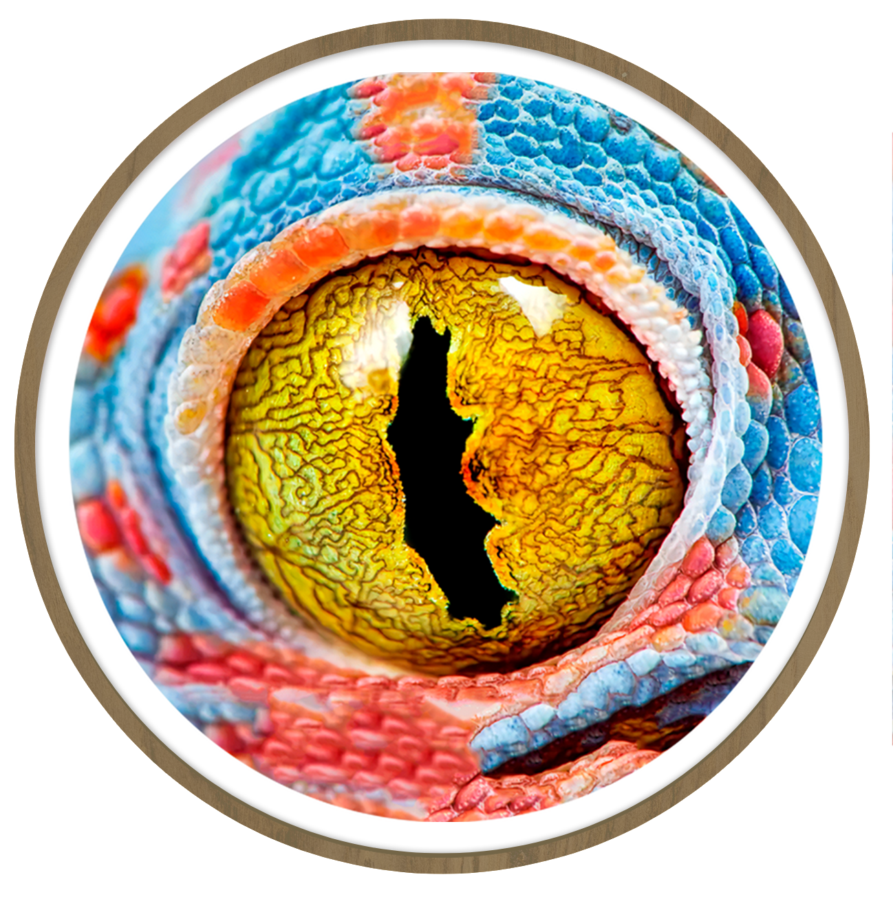 Reptil Round wall art