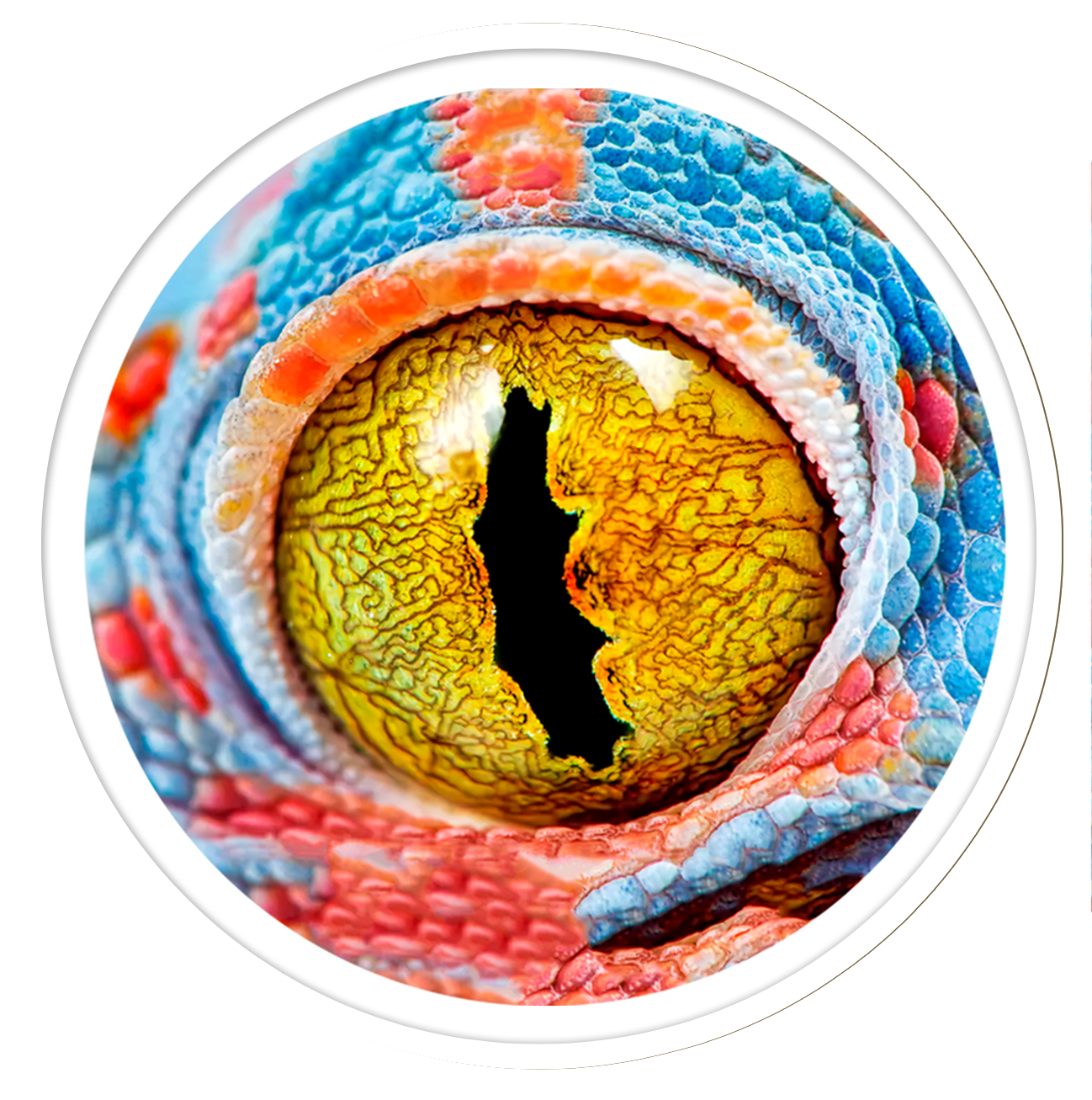 Reptil Round wall art