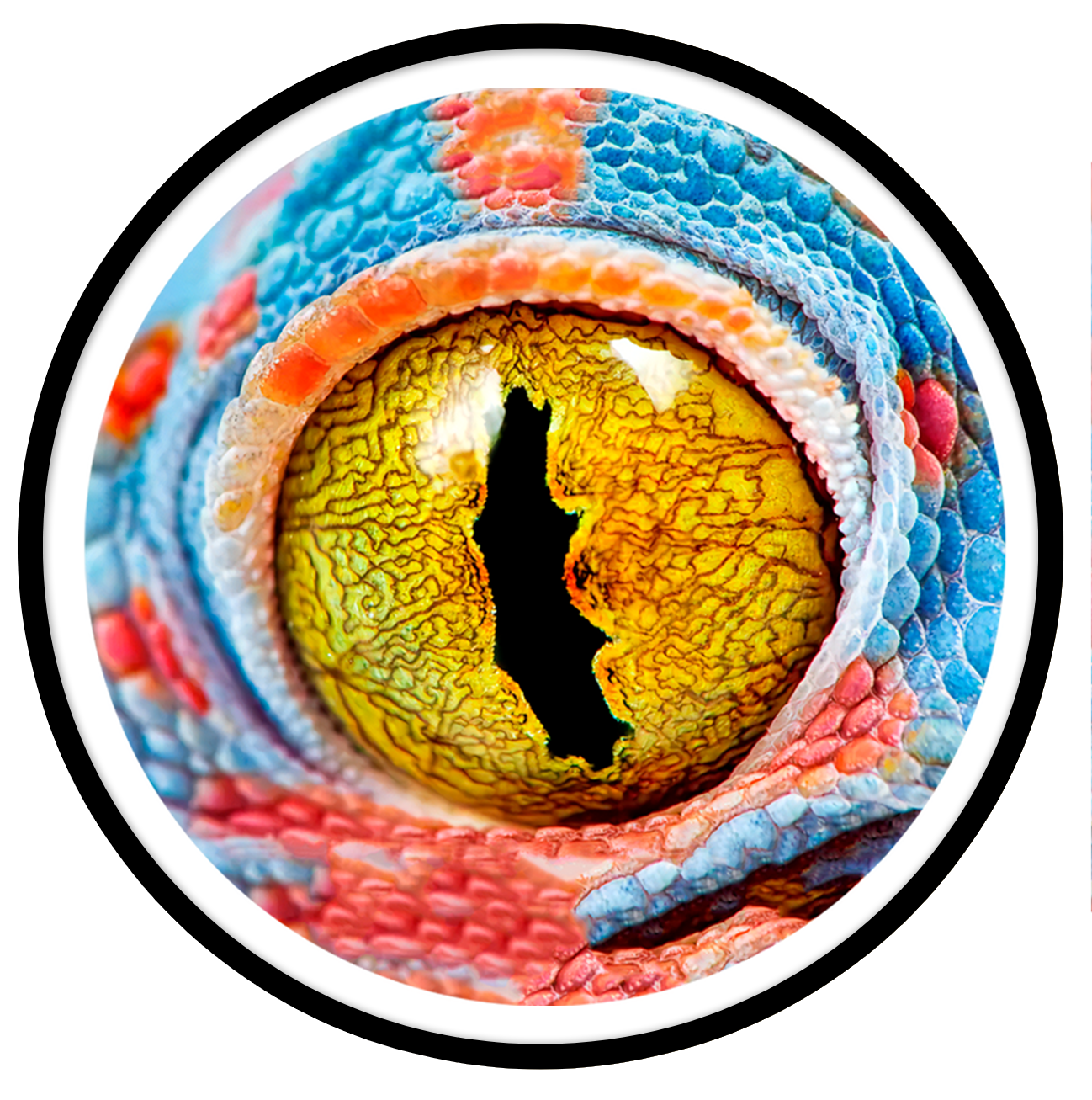 Reptil Round wall art