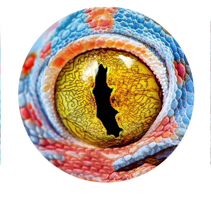 Reptil Only Print (Giclée)