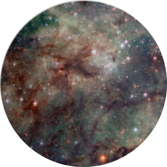 Tarantula Only Print (Giclée)