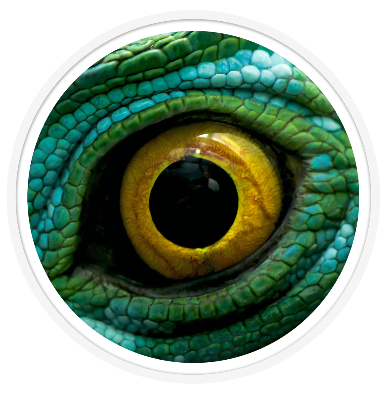 Green dragon Round wall art