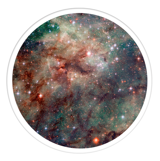 Tarantula Round wall art